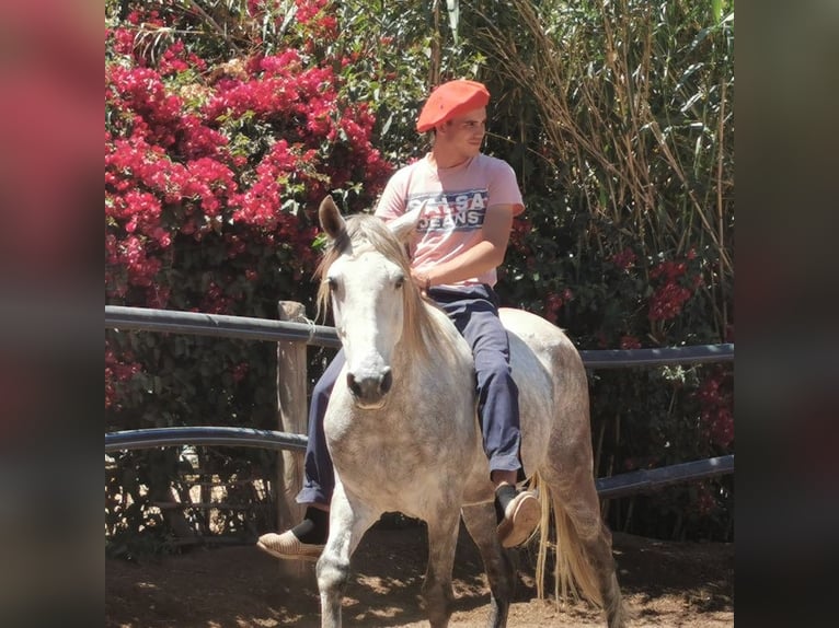 Andaluces Caballo castrado 5 años 148 cm Tordo in Adra Almeria