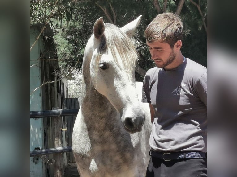Andaluces Caballo castrado 5 años 148 cm Tordo in Adra Almeria