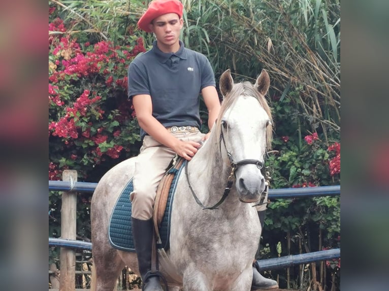 Andaluces Caballo castrado 5 años 148 cm Tordo in Adra Almeria