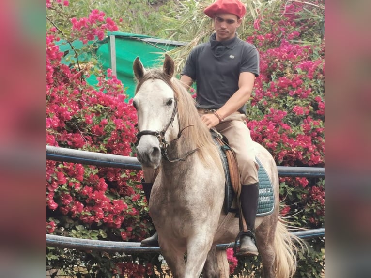 Andaluces Caballo castrado 5 años 148 cm Tordo in Adra Almeria