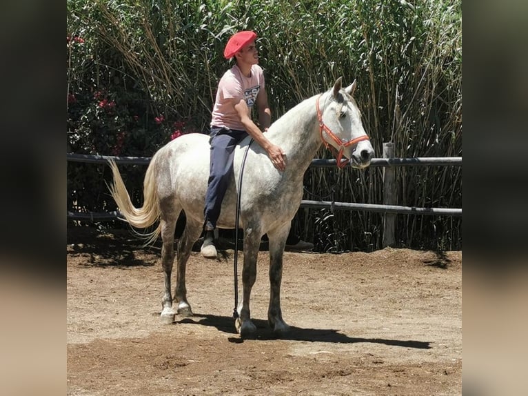 Andaluces Caballo castrado 5 años 148 cm Tordo in Adra Almeria