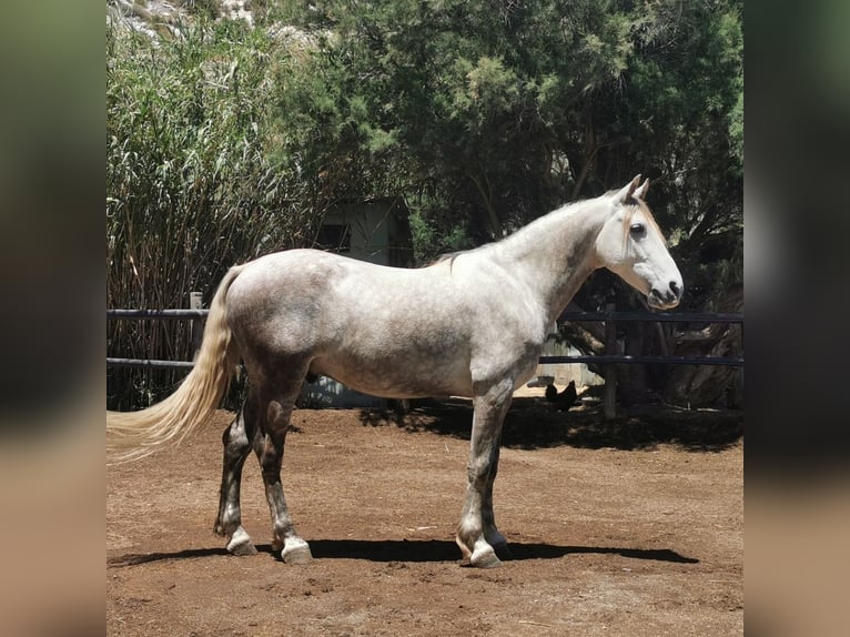 Andaluces Caballo castrado 5 años 148 cm Tordo in Adra Almeria
