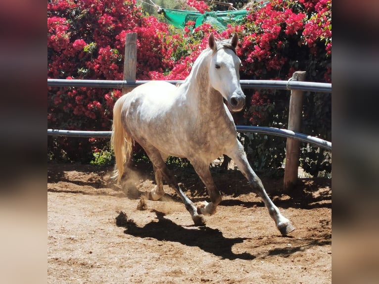 Andaluces Caballo castrado 5 años 148 cm Tordo in Adra Almeria