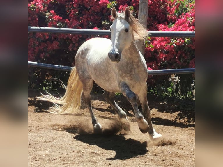 Andaluces Caballo castrado 5 años 148 cm Tordo in Adra Almeria