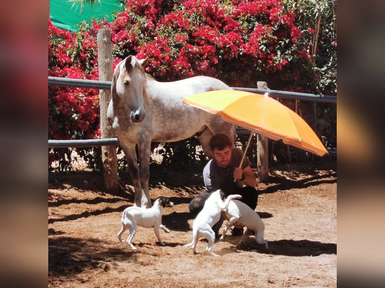 Andaluces Caballo castrado 5 años 148 cm Tordo in Adra Almeria