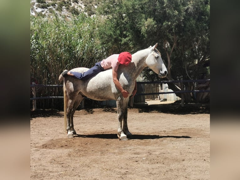 Andaluces Caballo castrado 5 años 148 cm Tordo in Adra Almeria