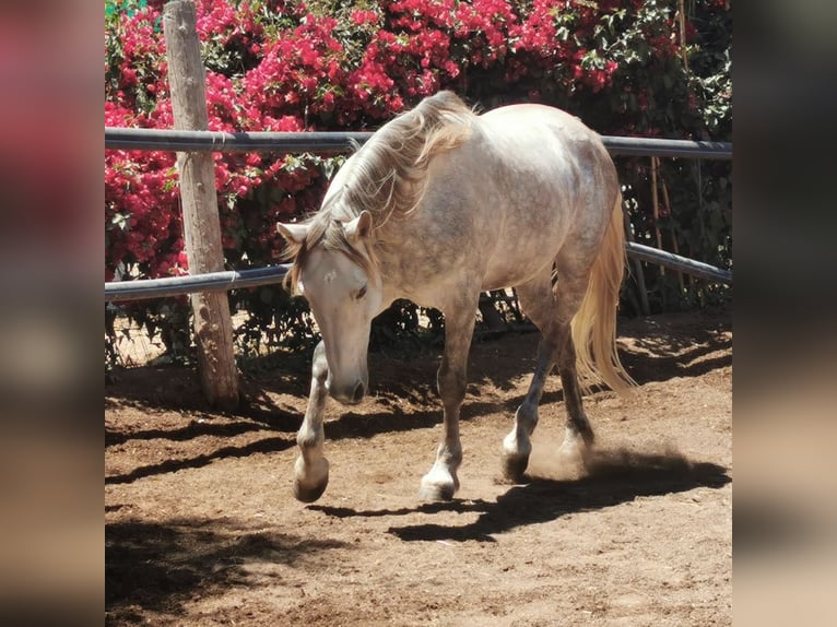 Andaluces Caballo castrado 5 años 148 cm Tordo in Adra Almeria