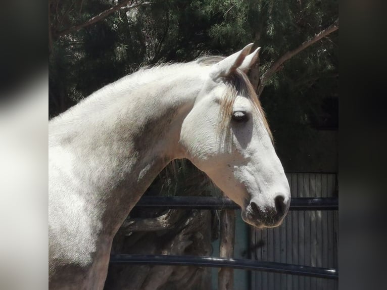 Andaluces Caballo castrado 5 años 148 cm Tordo in Adra Almeria