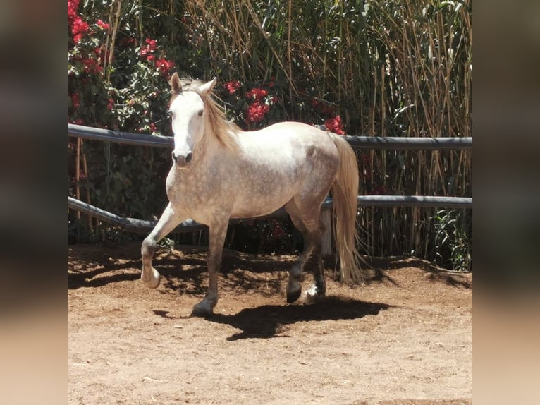 Andaluces Caballo castrado 5 años 148 cm Tordo in Adra Almeria