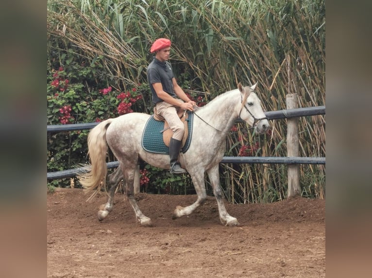 Andaluces Caballo castrado 5 años 148 cm Tordo in Adra Almeria