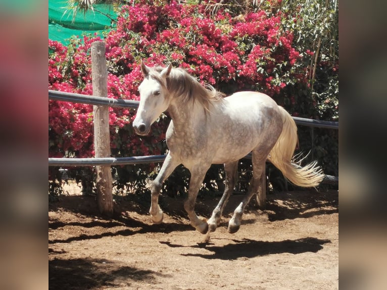 Andaluces Caballo castrado 5 años 148 cm Tordo in Adra Almeria