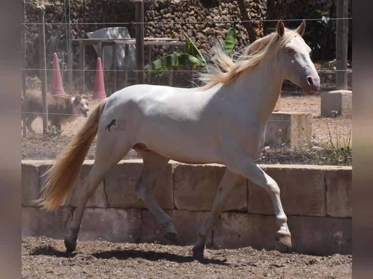 Andaluces Caballo castrado 5 años 149 cm Cremello in Mallorca