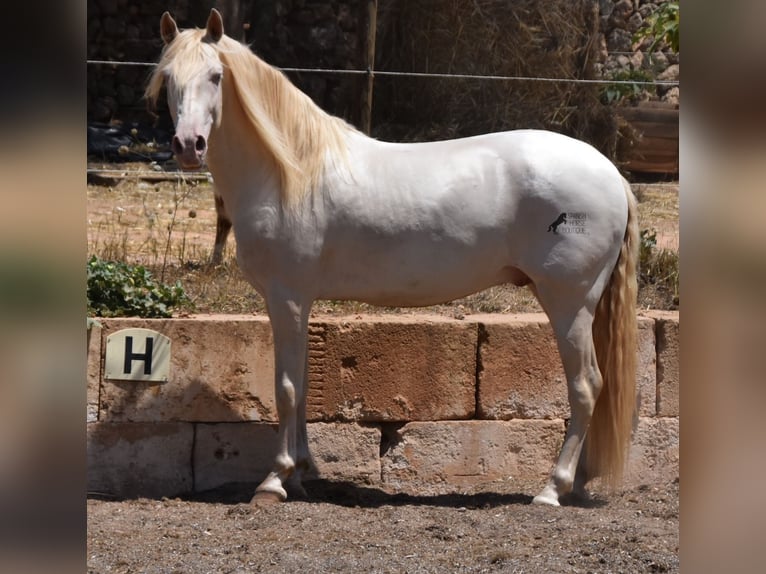 Andaluces Caballo castrado 5 años 149 cm Cremello in Mallorca