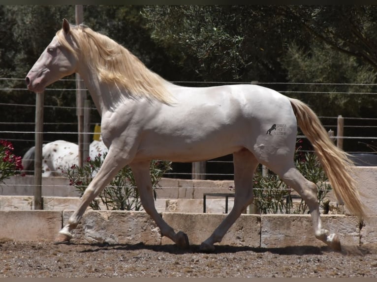 Andaluces Caballo castrado 5 años 149 cm Cremello in Mallorca