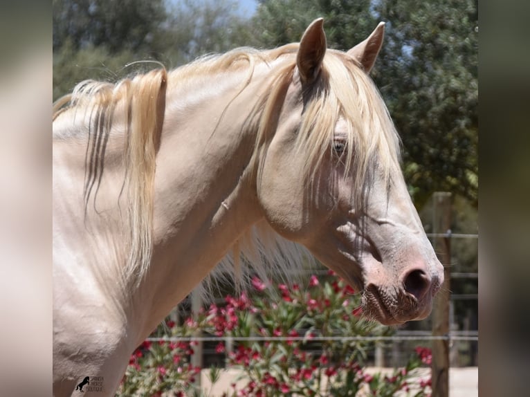 Andaluces Caballo castrado 5 años 149 cm Cremello in Mallorca