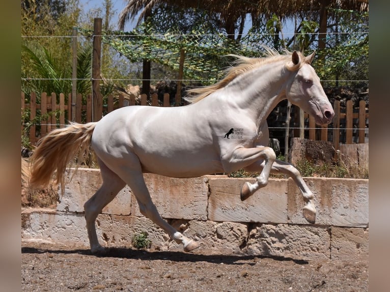 Andaluces Caballo castrado 5 años 149 cm Cremello in Mallorca