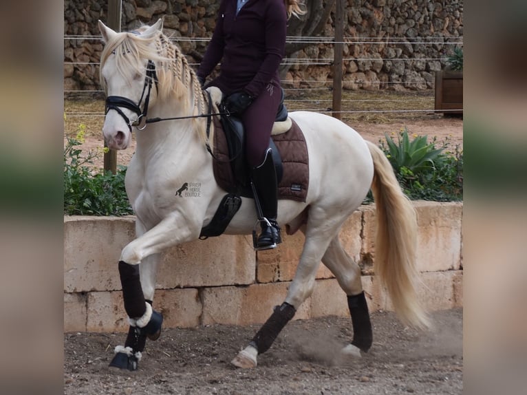 Andaluces Caballo castrado 5 años 149 cm Cremello in Mallorca