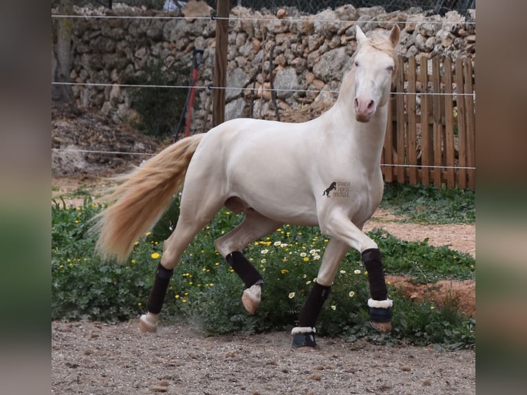 Andaluces Caballo castrado 5 años 149 cm Cremello in Mallorca