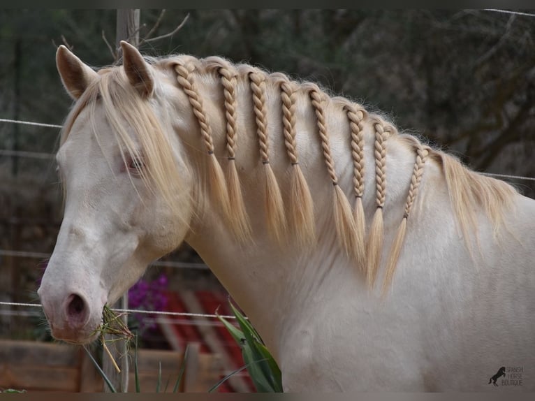 Andaluces Caballo castrado 5 años 149 cm Cremello in Mallorca