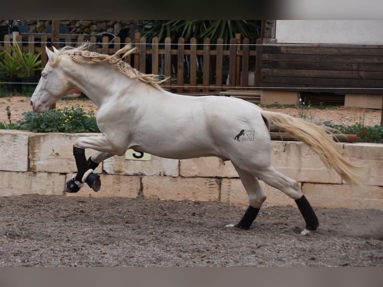 Andaluces Caballo castrado 5 años 149 cm Cremello in Mallorca