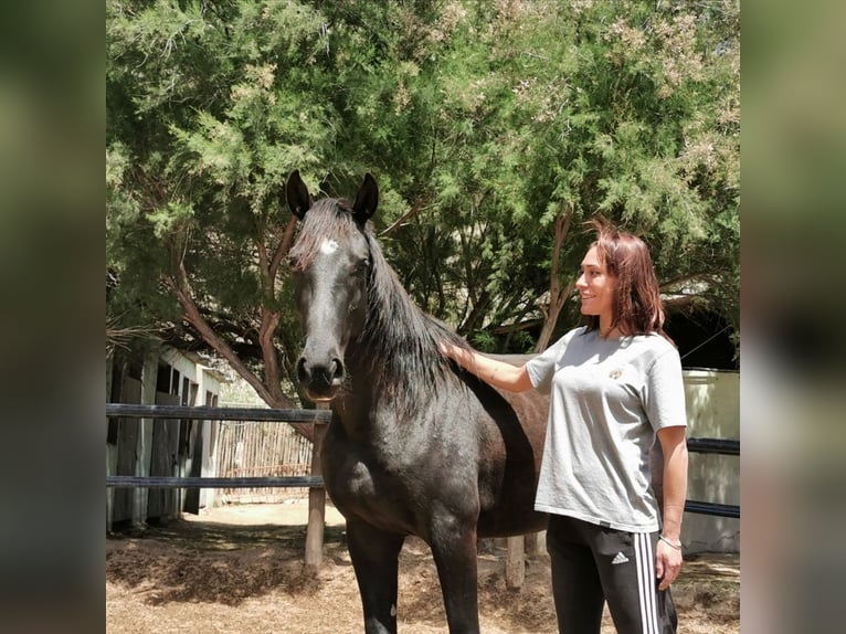 Andaluces Caballo castrado 5 años 150 cm Negro in Adra Almeria