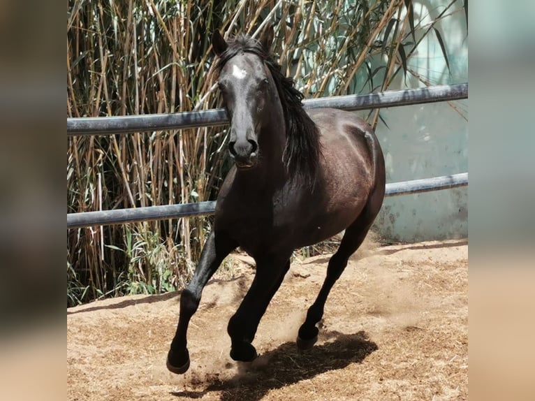 Andaluces Caballo castrado 5 años 150 cm Negro in Adra Almeria