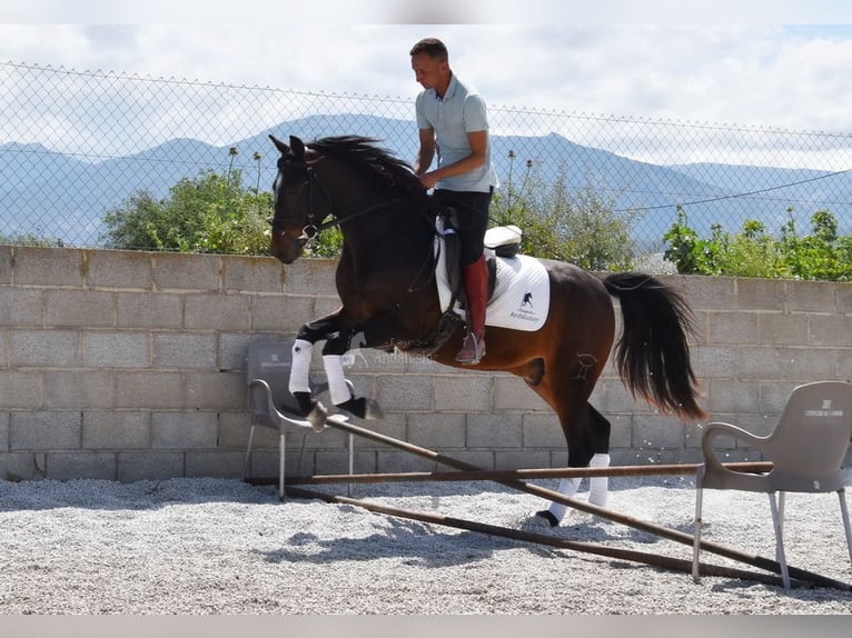 Andaluces Caballo castrado 5 años 151 cm Castaño oscuro in Provinz Granada