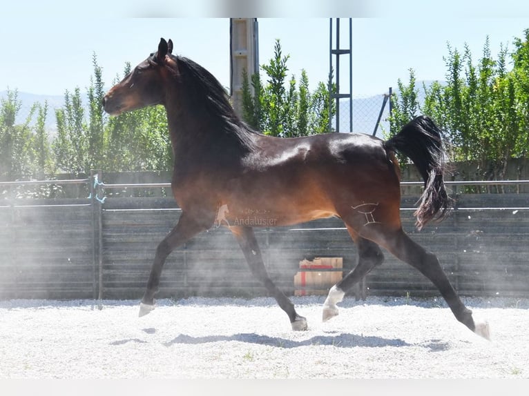 Andaluces Caballo castrado 5 años 151 cm Castaño oscuro in Provinz Granada