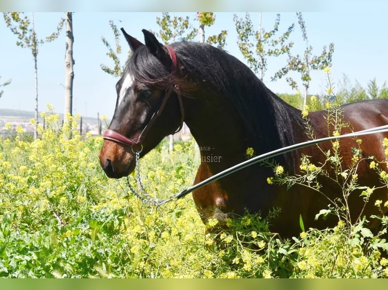 Andaluces Caballo castrado 5 años 151 cm Castaño oscuro in Provinz Granada