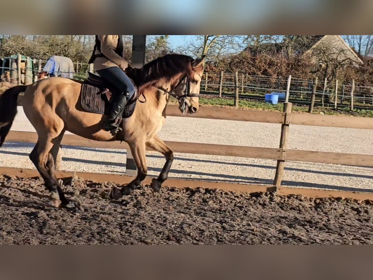 Andaluces Caballo castrado 5 años 152 cm Bayo in Le Vézier