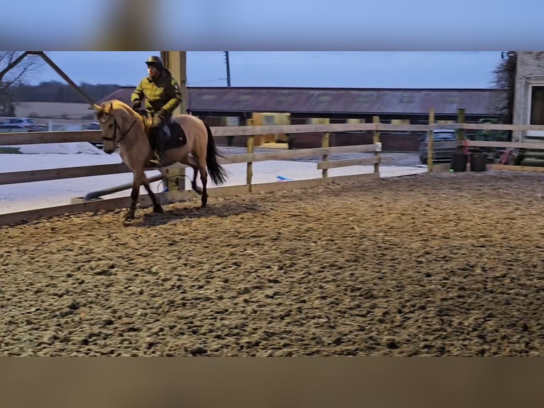 Andaluces Caballo castrado 5 años 152 cm Bayo in Le Vézier