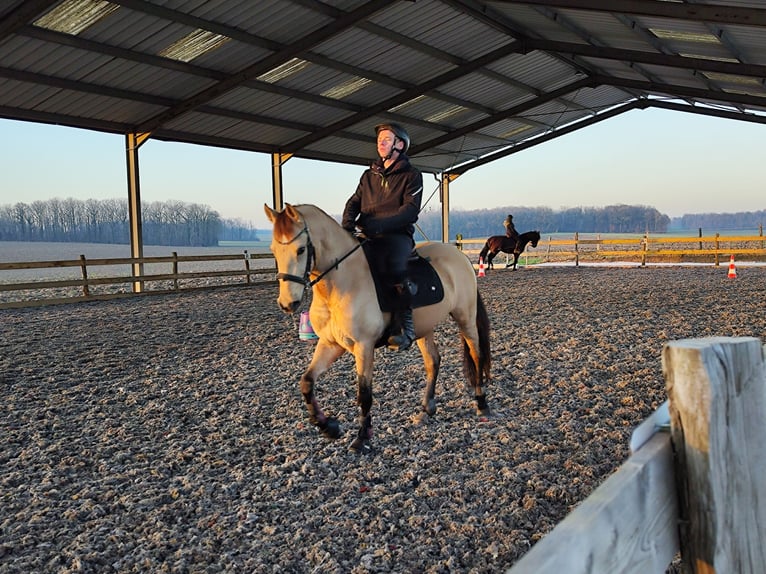 Andaluces Caballo castrado 5 años 152 cm Bayo in Le Vézier