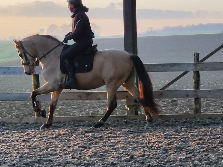 Andaluces Caballo castrado 5 años 152 cm Bayo in Le Vézier