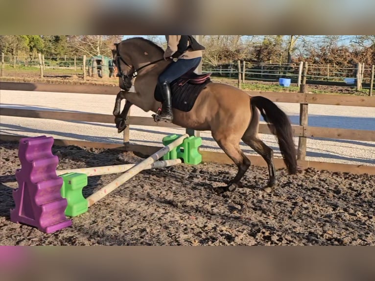 Andaluces Caballo castrado 5 años 152 cm Bayo in Le Vézier