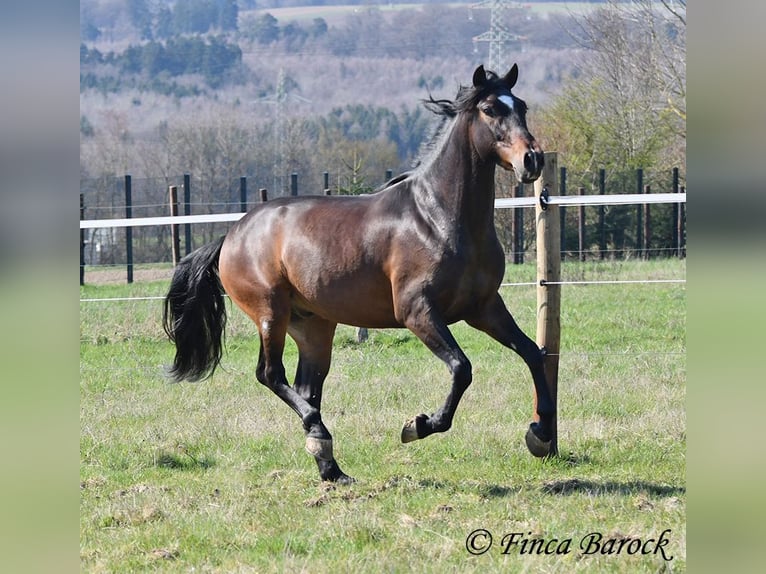 Andaluces Caballo castrado 5 años 153 cm Castaño in Wiebelsheim