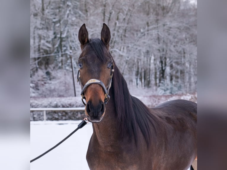 Andaluces Caballo castrado 5 años 153 cm Castaño in Neustadt (Wied)