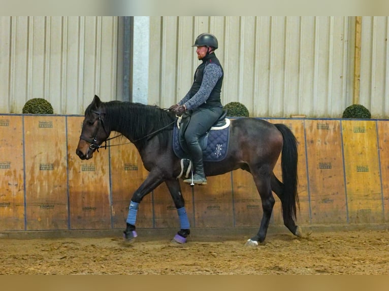 Andaluces Caballo castrado 5 años 153 cm Castaño in Neustadt (Wied)