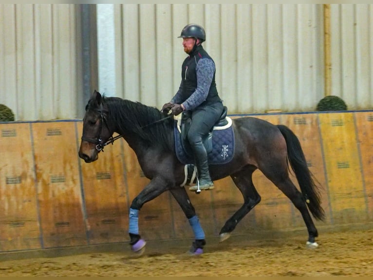 Andaluces Caballo castrado 5 años 153 cm Castaño in Neustadt (Wied)