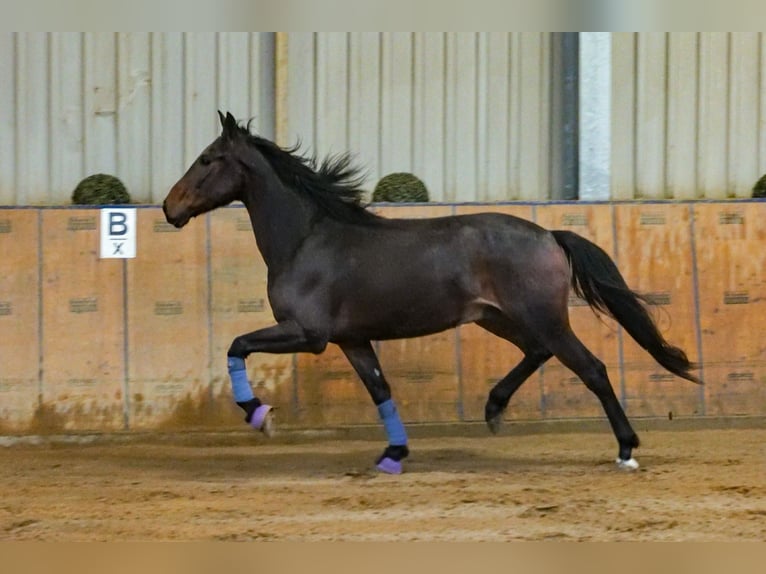 Andaluces Caballo castrado 5 años 153 cm Castaño in Neustadt (Wied)