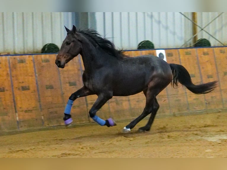 Andaluces Caballo castrado 5 años 153 cm Castaño in Neustadt (Wied)