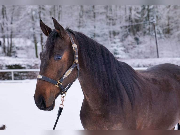 Andaluces Caballo castrado 5 años 153 cm Castaño in Neustadt (Wied)