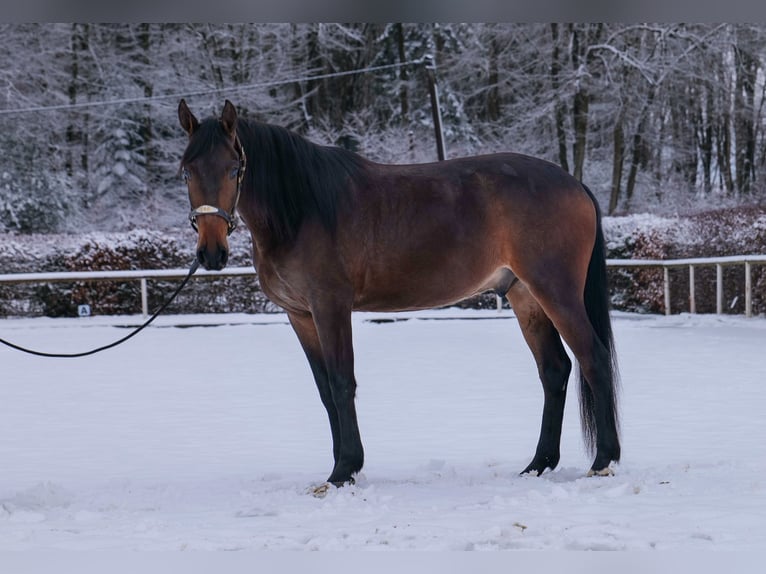 Andaluces Caballo castrado 5 años 153 cm Castaño in Neustadt (Wied)