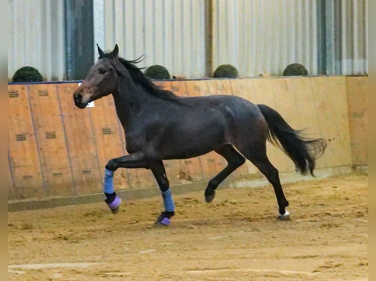 Andaluces Caballo castrado 5 años 153 cm Castaño in Neustadt (Wied)