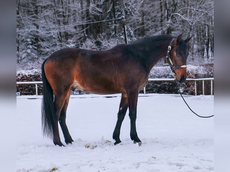 Andaluces Caballo castrado 5 años 153 cm Castaño in Neustadt (Wied)