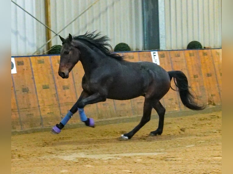 Andaluces Caballo castrado 5 años 153 cm Castaño in Neustadt (Wied)