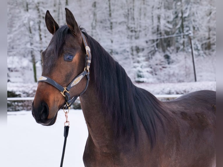 Andaluces Caballo castrado 5 años 153 cm Castaño in Neustadt (Wied)