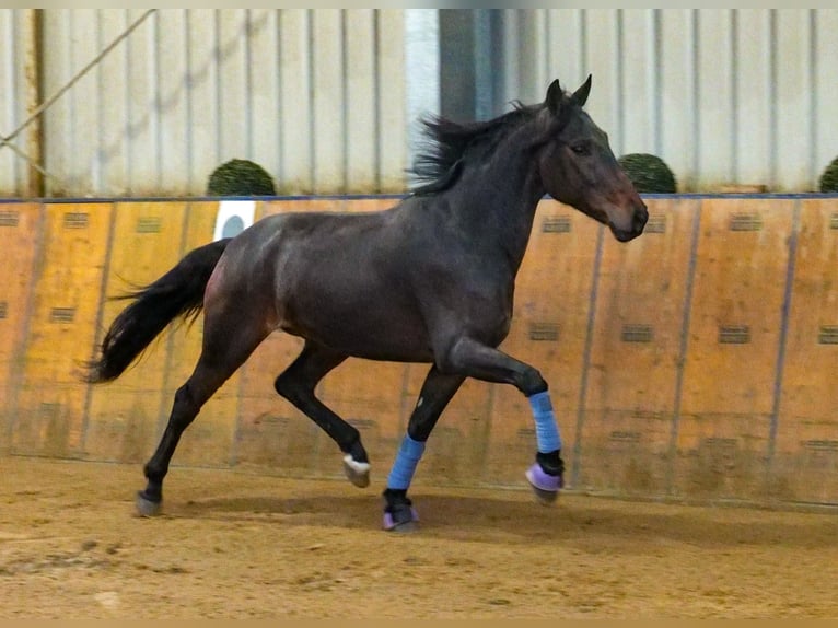 Andaluces Caballo castrado 5 años 153 cm Castaño in Neustadt (Wied)