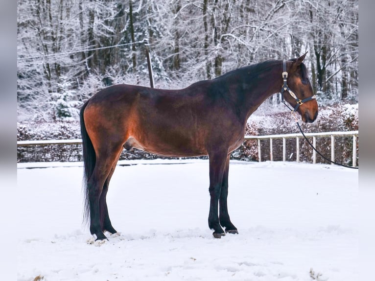 Andaluces Caballo castrado 5 años 153 cm Castaño in Neustadt (Wied)