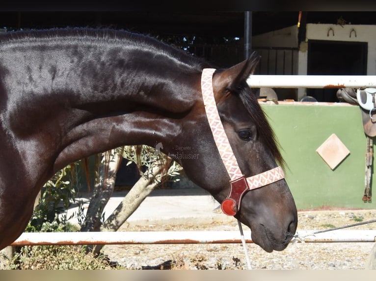 Andaluces Caballo castrado 5 años 153 cm Negro in Provinz Malaga
