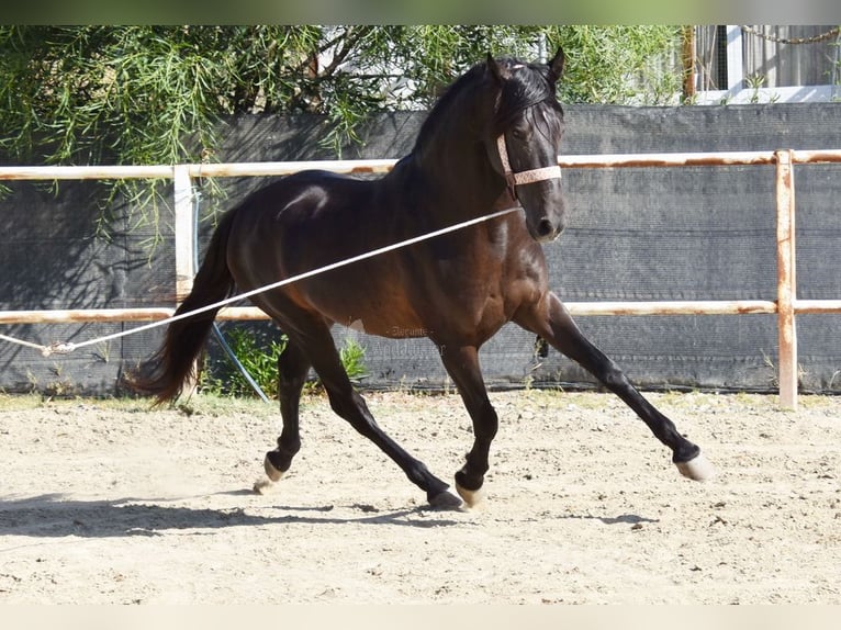 Andaluces Caballo castrado 5 años 153 cm Negro in Provinz Malaga